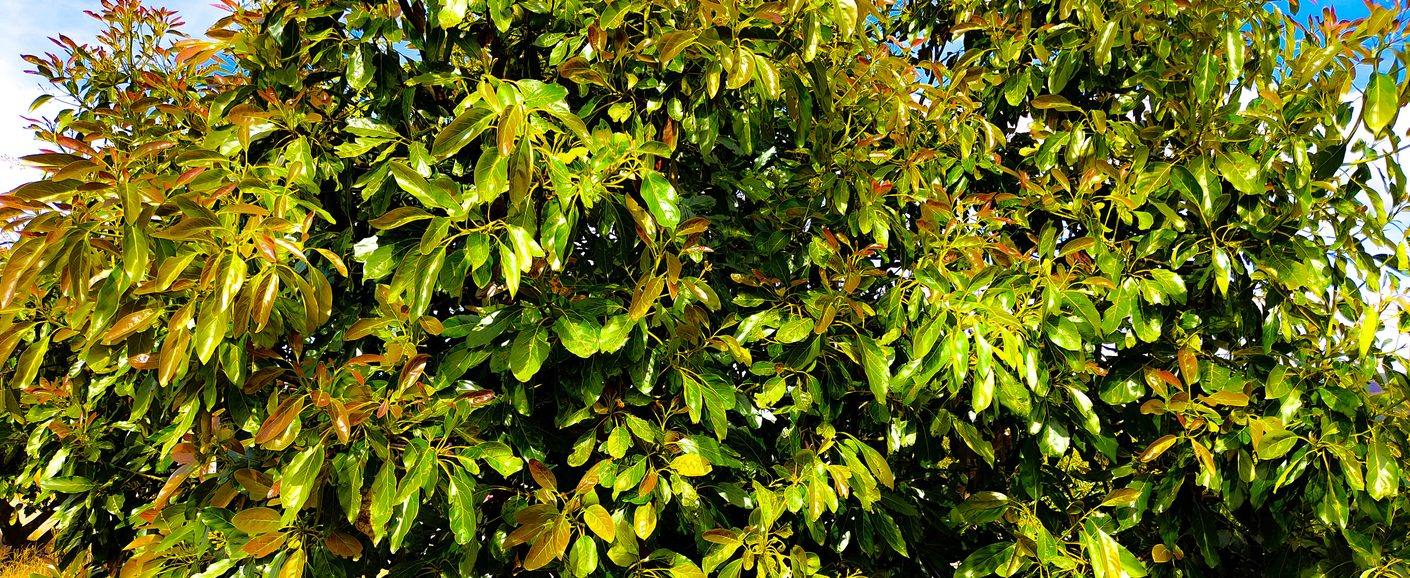 Árbol de aguacate en Jalisco