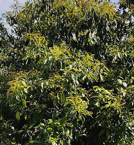 Huerta de aguacate
